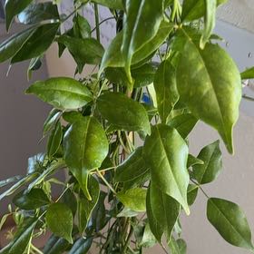 Photo of the plant species Bower Plant by Ivone named Bella on Greg, the plant care app