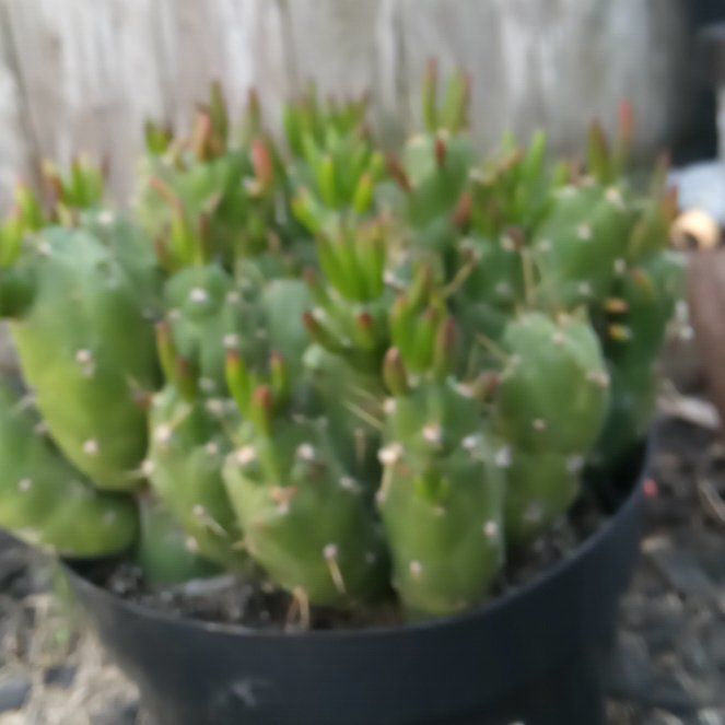 Photo of the plant species Gumby by @NiceHairycereus named Lamar on Greg, the plant care app