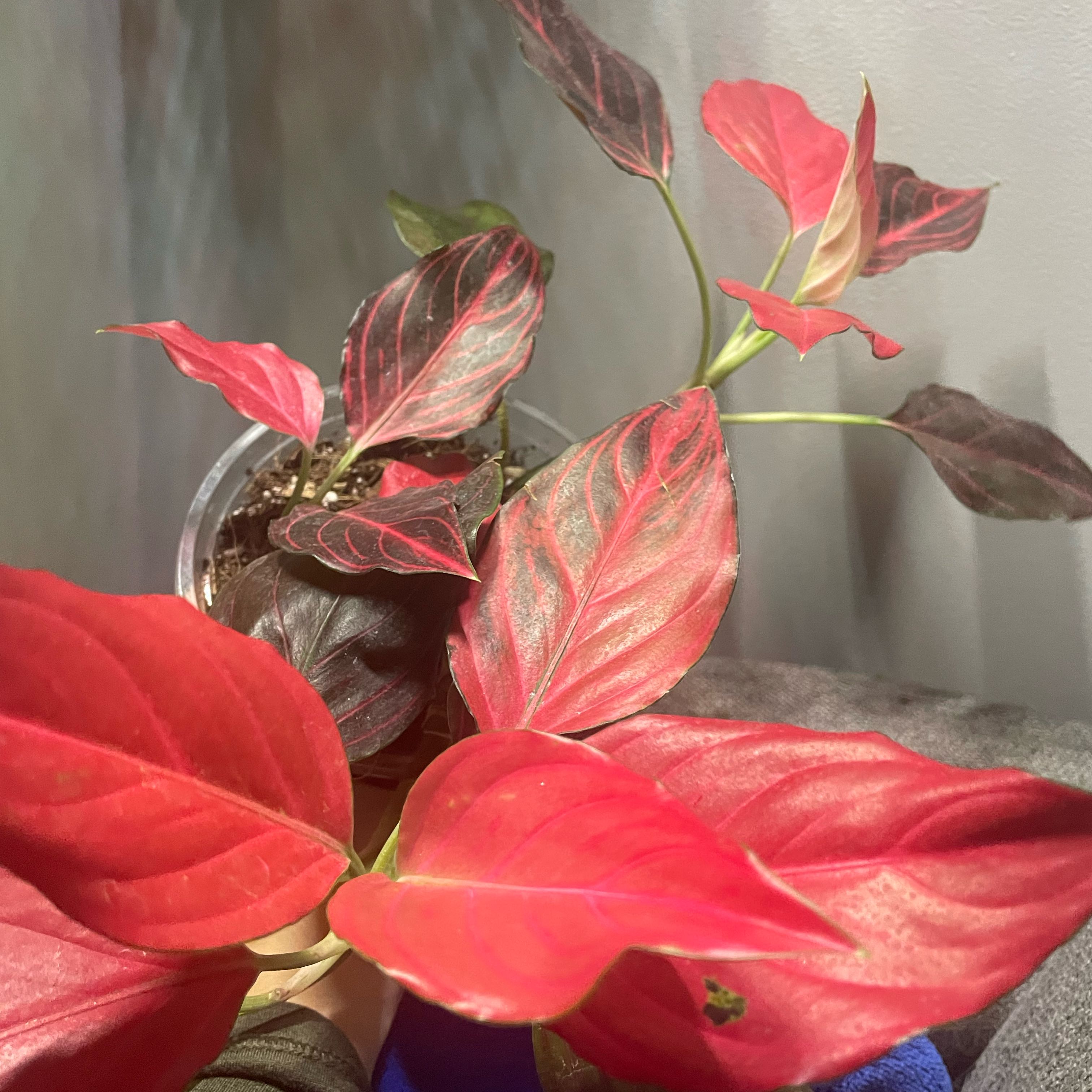 Photo of the plant species Aglaonema commutatum 'Red Vein' by @PrizedParsley40 named Rihanna on Greg, the plant care app