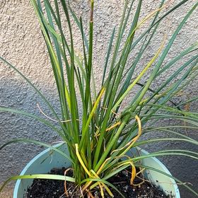 Photo of the plant species Rain Lily by @WorldlyAnacua61 named White rain lily on Greg, the plant care app