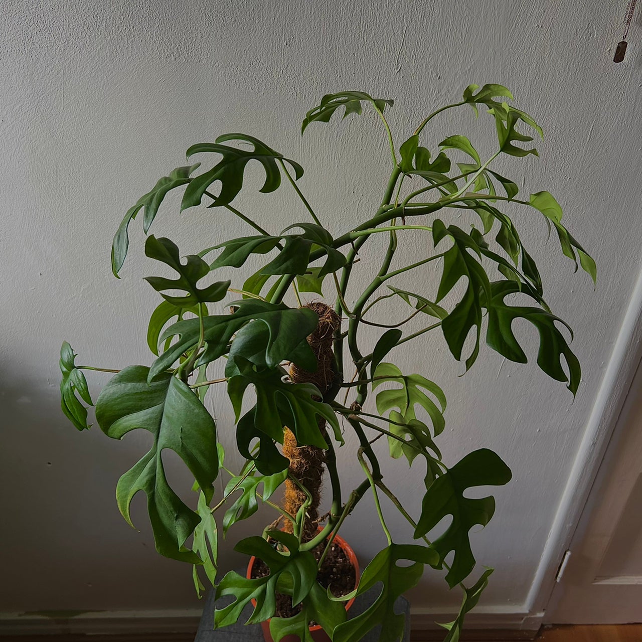 Mini Monstera plant photo by @Tariqcannings named Sarah on Greg, the plant care app.