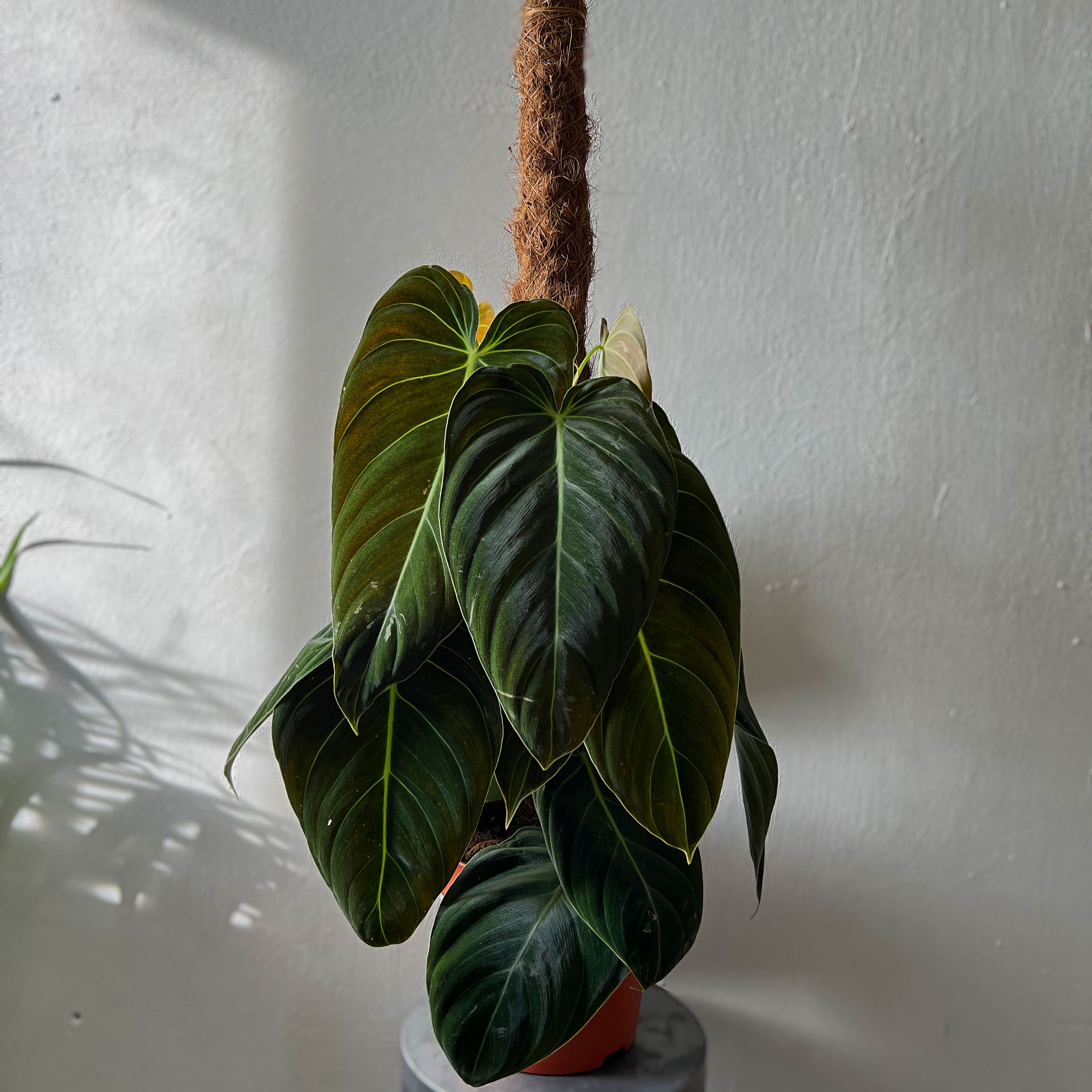 Black Gold Philodendron with large, dark green leaves supported by a moss pole.