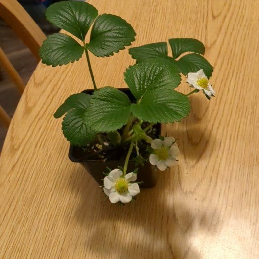 Photo of the plant species Ozark Beauty Strawberry by @KeenTropicalash named Hamilton on Greg, the plant care app