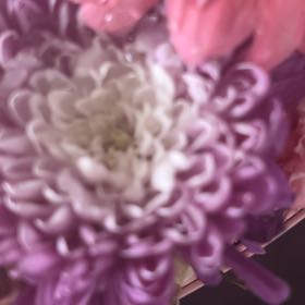 Photo of the plant species Torch Ginger by @FastRamsons90 named Sherlock on Greg, the plant care app