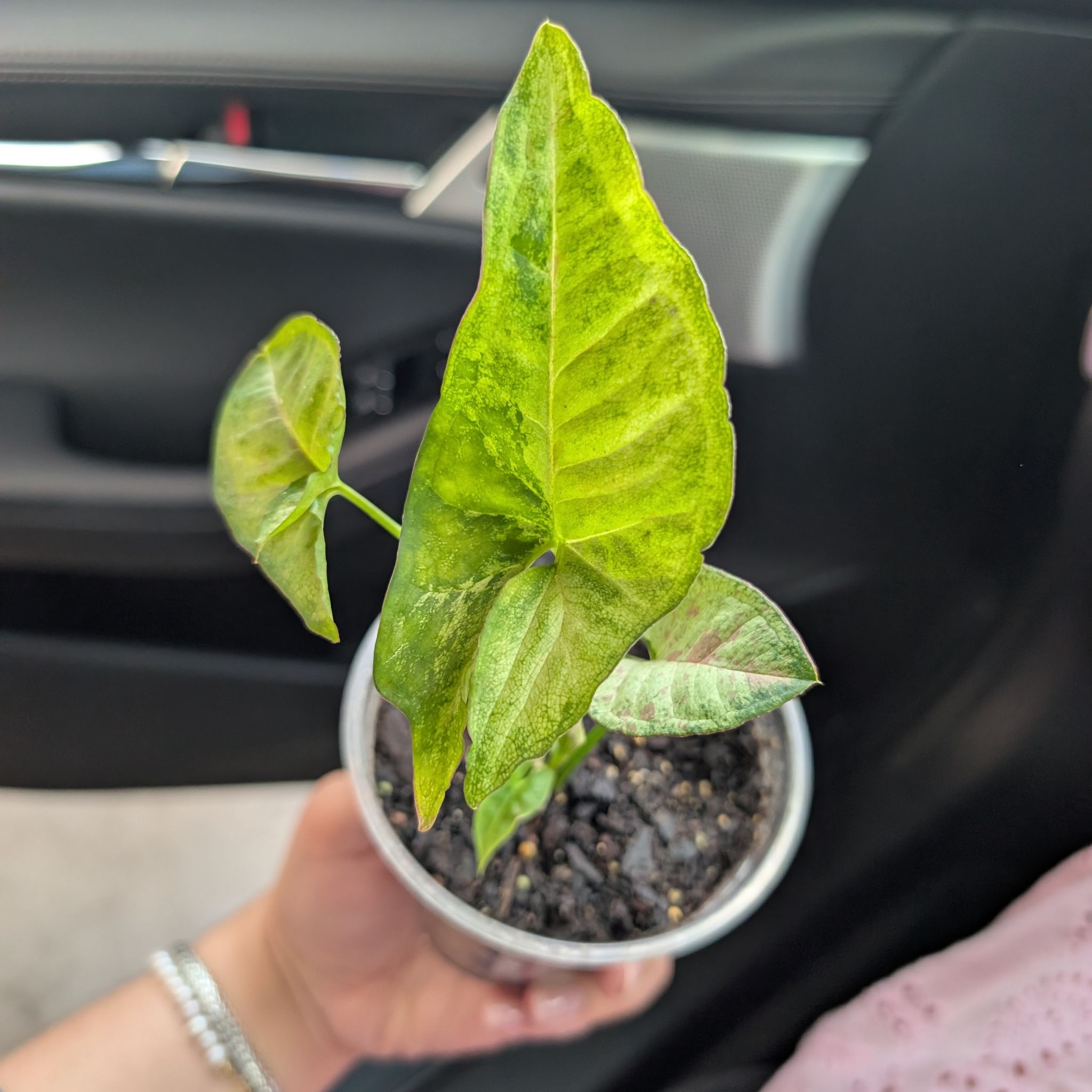 Photo of the plant species Syngonium 'Milk Confetti' by @FaultlessCatnip named Bluebell on Greg, the plant care app