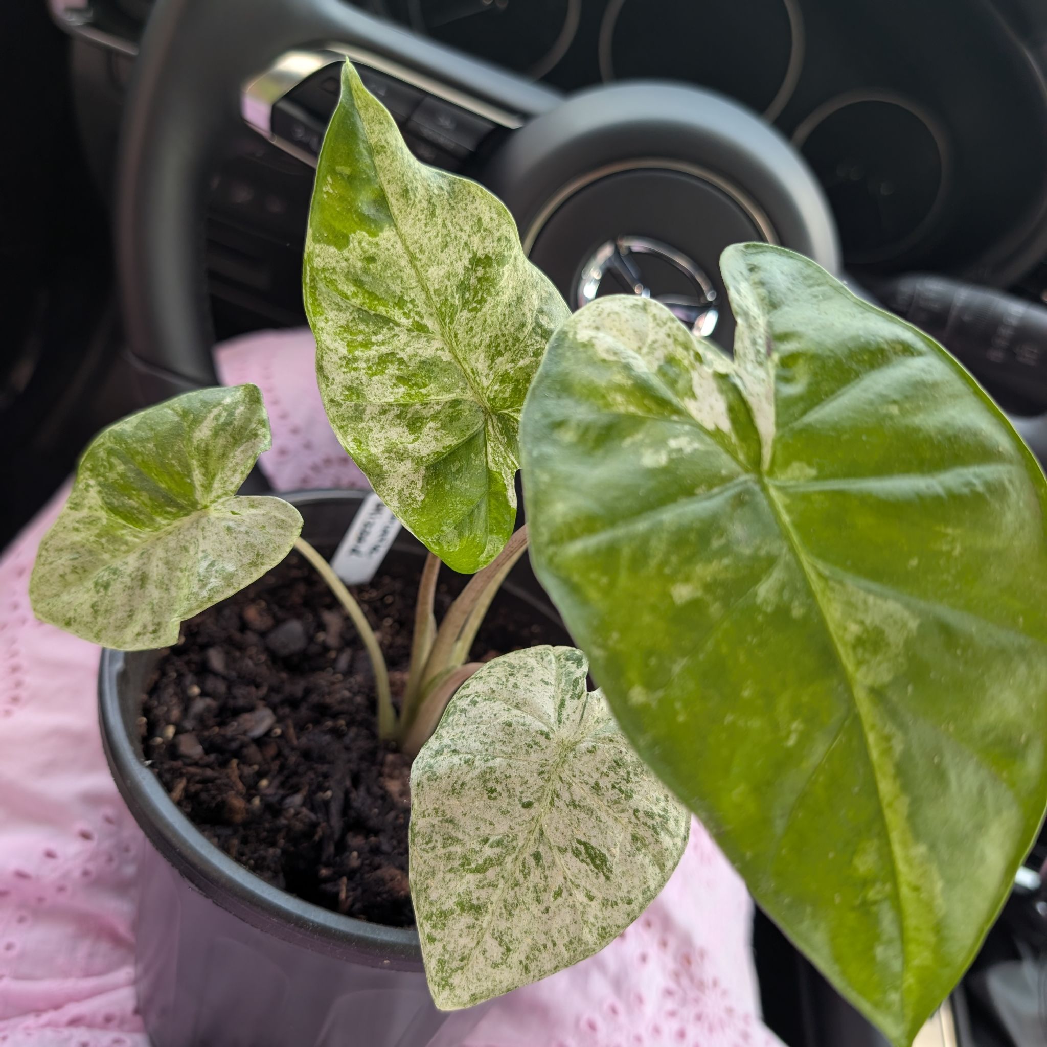 Photo of the plant species Alocasia Blizzard Elephants Ear by @FaultlessCatnip named Elsa on Greg, the plant care app