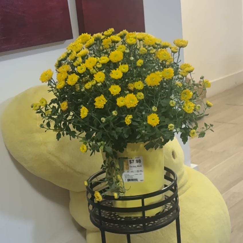 Photo of the plant species Chrysanthemum 'Yobeth' by @Goldengirl47 named Fernie Mercury on Greg, the plant care app