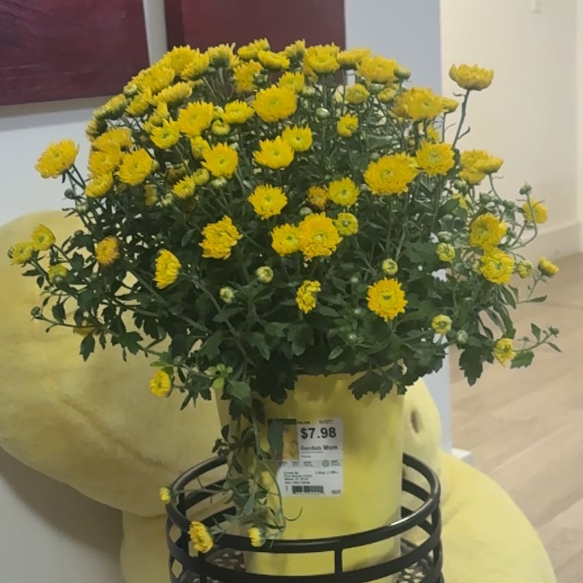 Photo of the plant species Garden Mum 'Capricorn' by @Goldengirl47 named Xena on Greg, the plant care app