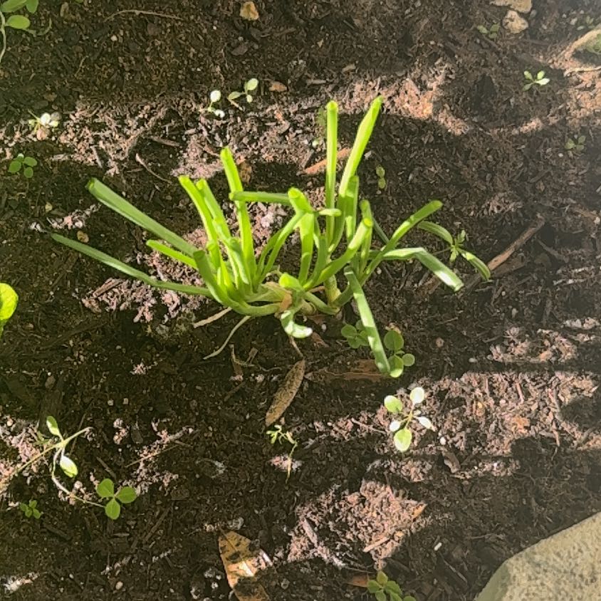 Photo of the plant species White Onion by @ShrewdKiekie69 named Bruce Lee on Greg, the plant care app