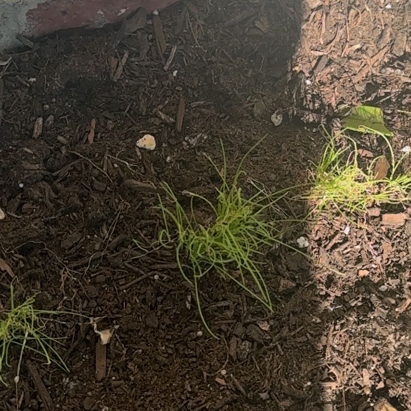 Photo of the plant species Evergreen Bunching Onion by @ShrewdKiekie69 named Ulysses S Plant on Greg, the plant care app