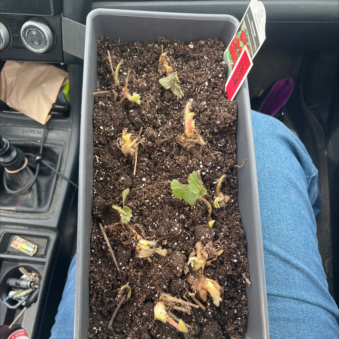 Photo of the plant species Honeoye Strawberry by @SarahJane42.0 named Strawbabies on Greg, the plant care app