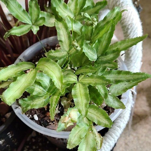 Photo of the plant species Kangaroo Paw Fern by @SassyWateroak27 named Orwell on Greg, the plant care app
