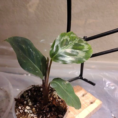 Photo of the plant species Calathea Helen Kennedy by @SassyWateroak27 named Pax on Greg, the plant care app