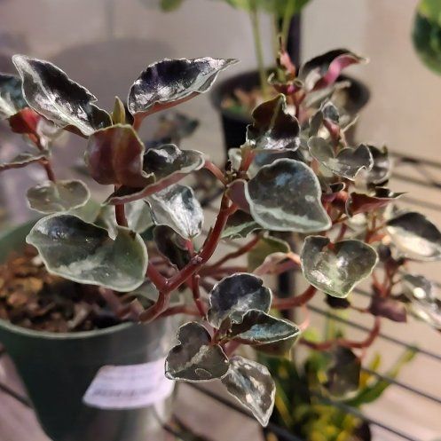 Photo of the plant species Red Tree by @SassyWateroak27 named Leaf Erickson on Greg, the plant care app