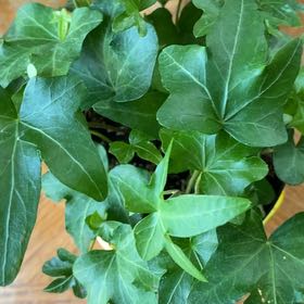 Photo of the plant species Caladium 'Exotic Angel' by @GentleOrpine85 named Sol on Greg, the plant care app
