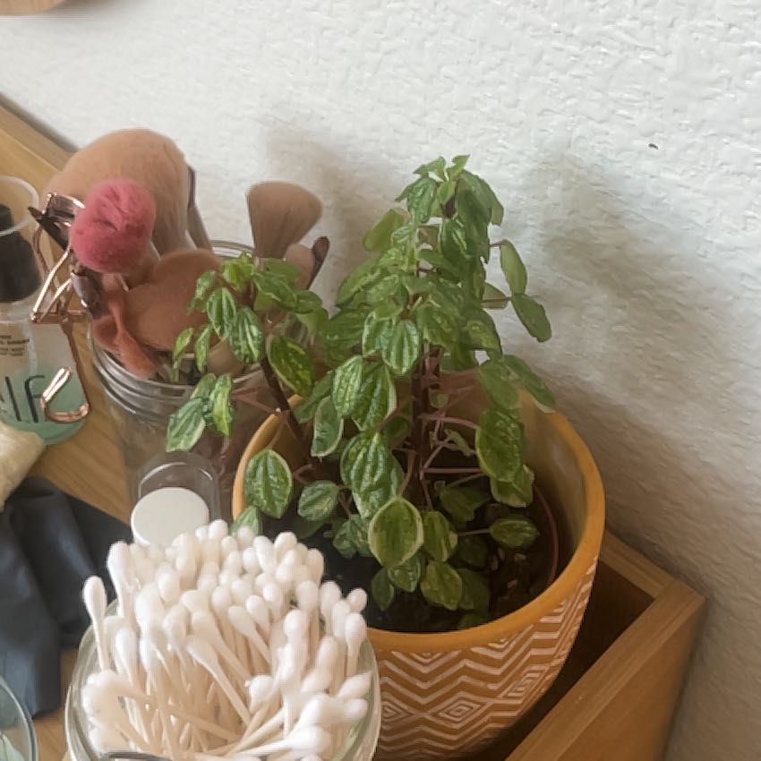 Photo of the plant species peperomia by @HilariousSucc75 named Pax on Greg, the plant care app