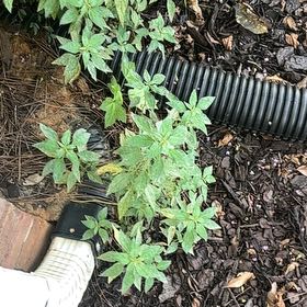 Photo of the plant species Parietaria Judaica by @AngelCorncob58 named Bodhi on Greg, the plant care app