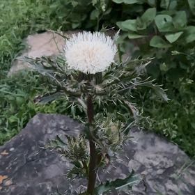 Photo of the plant species Bristly Thistle by @AngelCorncob58 named Ronaldo on Greg, the plant care app