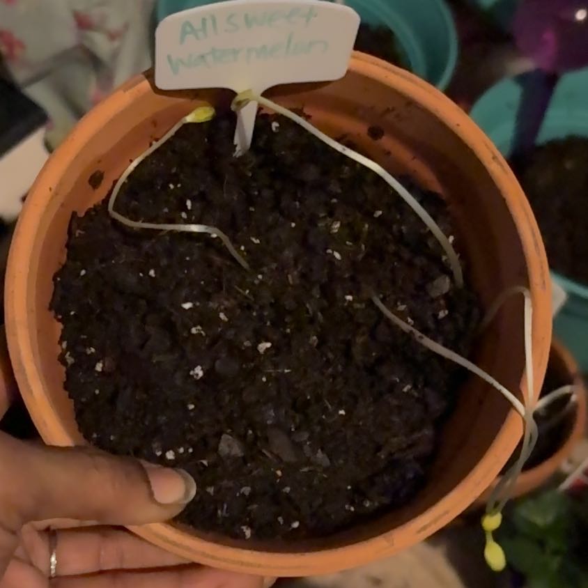 Plant care for Field Pumpkin on Greg, the plant care app