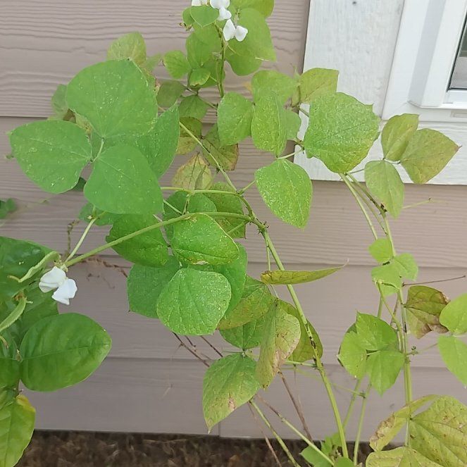 Photo of the plant species Hyacinth Bean by @RadRedlog20 named Gates on Greg, the plant care app