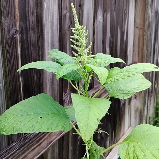 Photo of the plant species Palmer's Amaranth by @RadRedlog20 named Bella on Greg, the plant care app