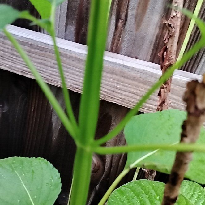 Photo of the plant species Chia by @RadRedlog20 named Hamilton on Greg, the plant care app