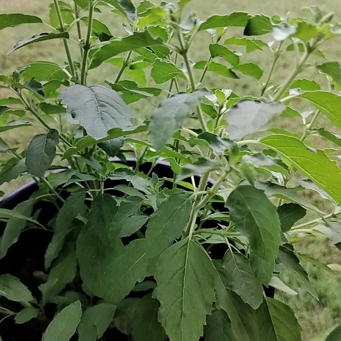Photo of the plant species Holy Basil (Tulsi) by @RadRedlog20 named Robert Plant on Greg, the plant care app
