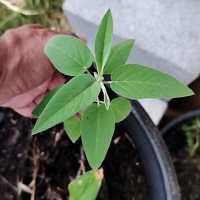 Photo of the plant species Capitate Croton by @RadRedlog20 named Stella on Greg, the plant care app