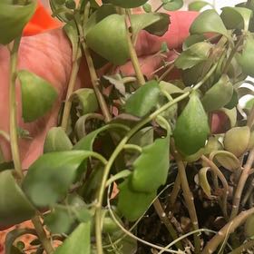 Photo of the plant species Cape Province Pygmyweed by @HomelyColeus69 named Rihanna on Greg, the plant care app
