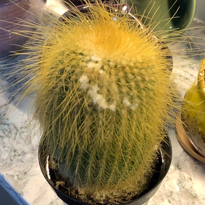 Photo of the plant species Golden Ball Cactus by @CuteAgave67 named Miley on Greg, the plant care app