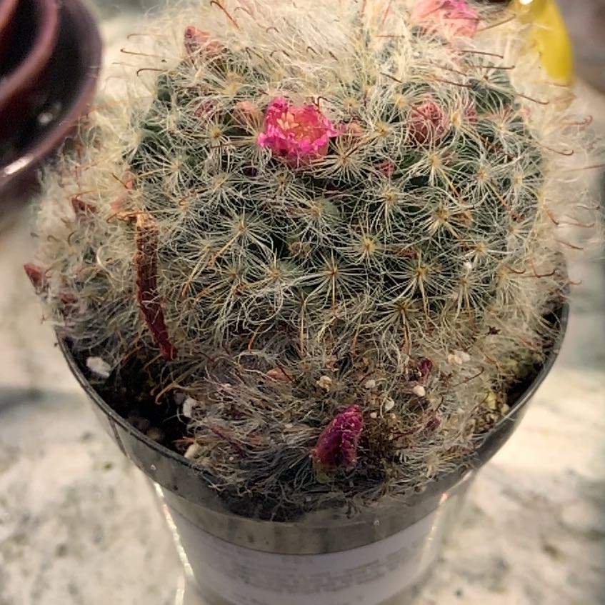 Plant care for feather cactus on Greg, the plant care app