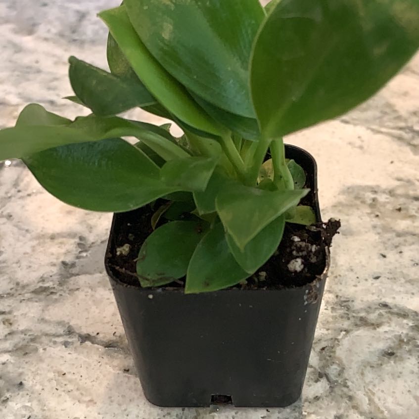 Photo of the plant species Green Congo by @CuteAgave67 named Sigmund on Greg, the plant care app