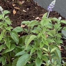 Photo of the plant species Salvia 'Mystic Spires Blue' by @SuperduperPuka named Back yard on Greg, the plant care app