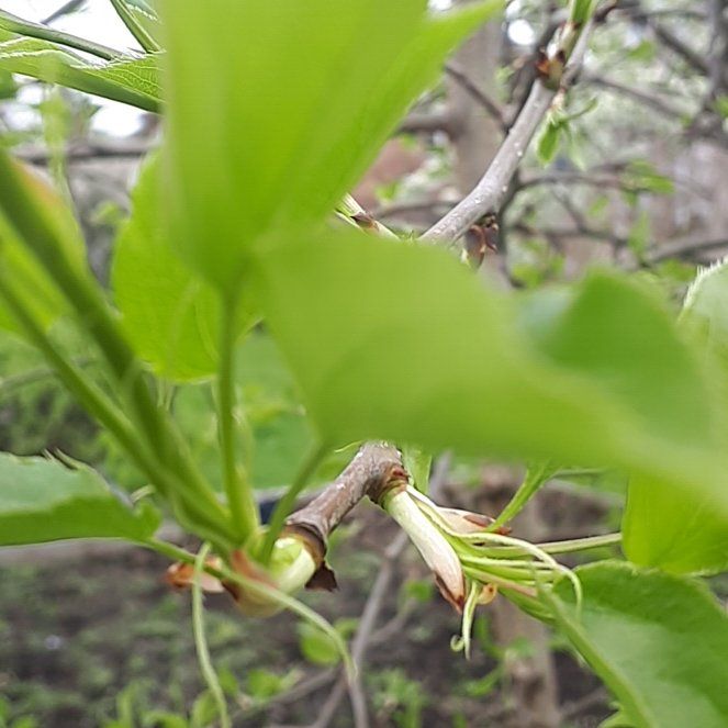 Photo of the plant species Alpine Honeysuckle by @ChicBasketplant named Sir Plancelot on Greg, the plant care app