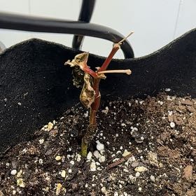 Photo of the plant species Smooth Begonia by @TimelyRubberfig named Baesil on Greg, the plant care app