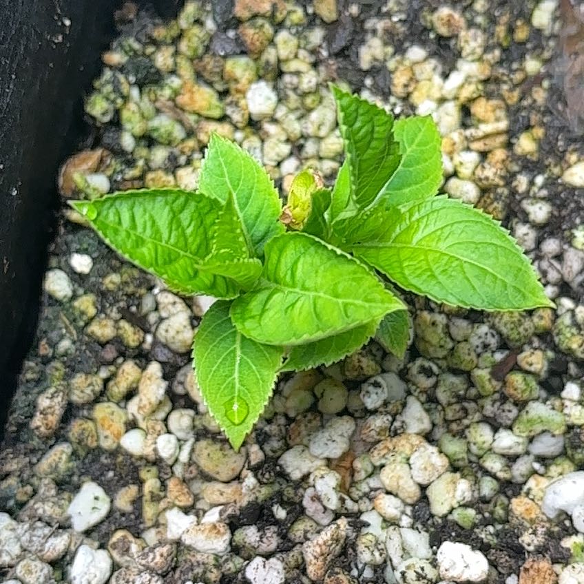 Photo of the plant species Little Lime Hydrangea by @TimelyRubberfig named Lavender on Greg, the plant care app