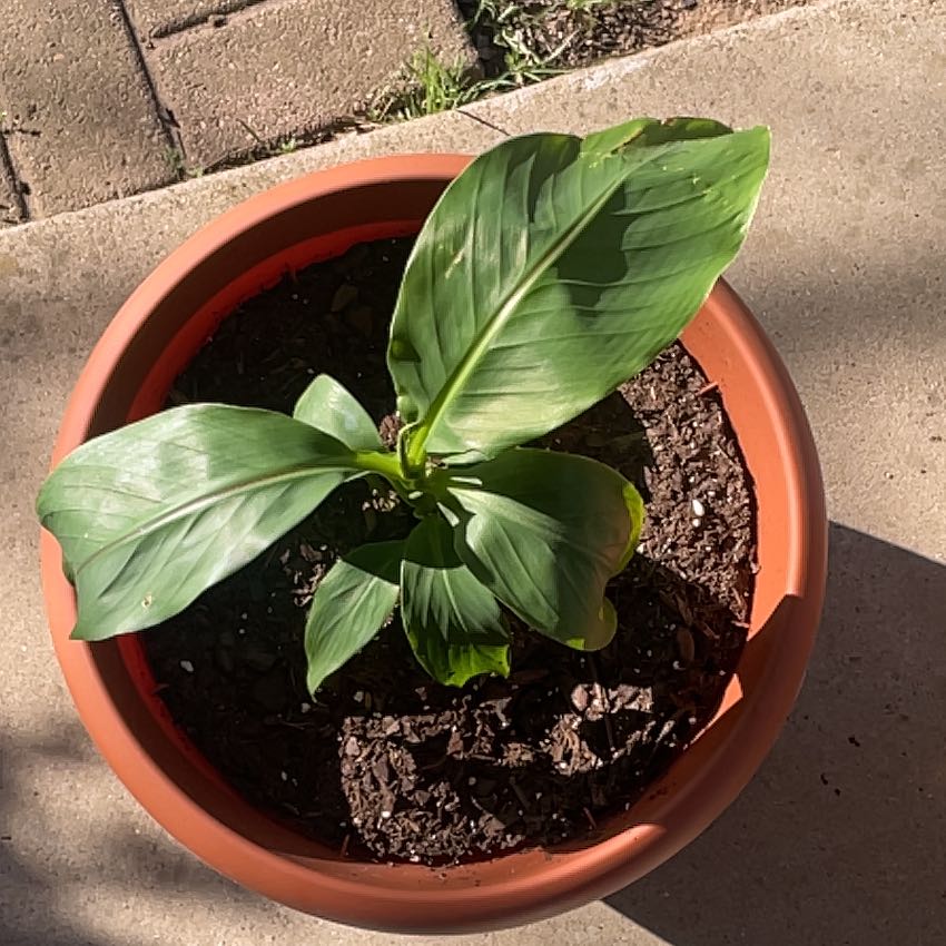 Photo of the plant species Banana Tree by @Crispybirch210 named Hannah banana on Greg, the plant care app
