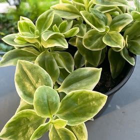 Photo of the plant species mezoo trailing red by @Crispybirch210 named Marilyn on Greg, the plant care app