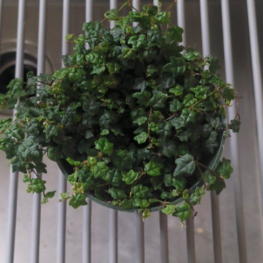 Photo of the plant species Miniature Oakleaf Fig by @ElatedPalqui42 named Homer on Greg, the plant care app