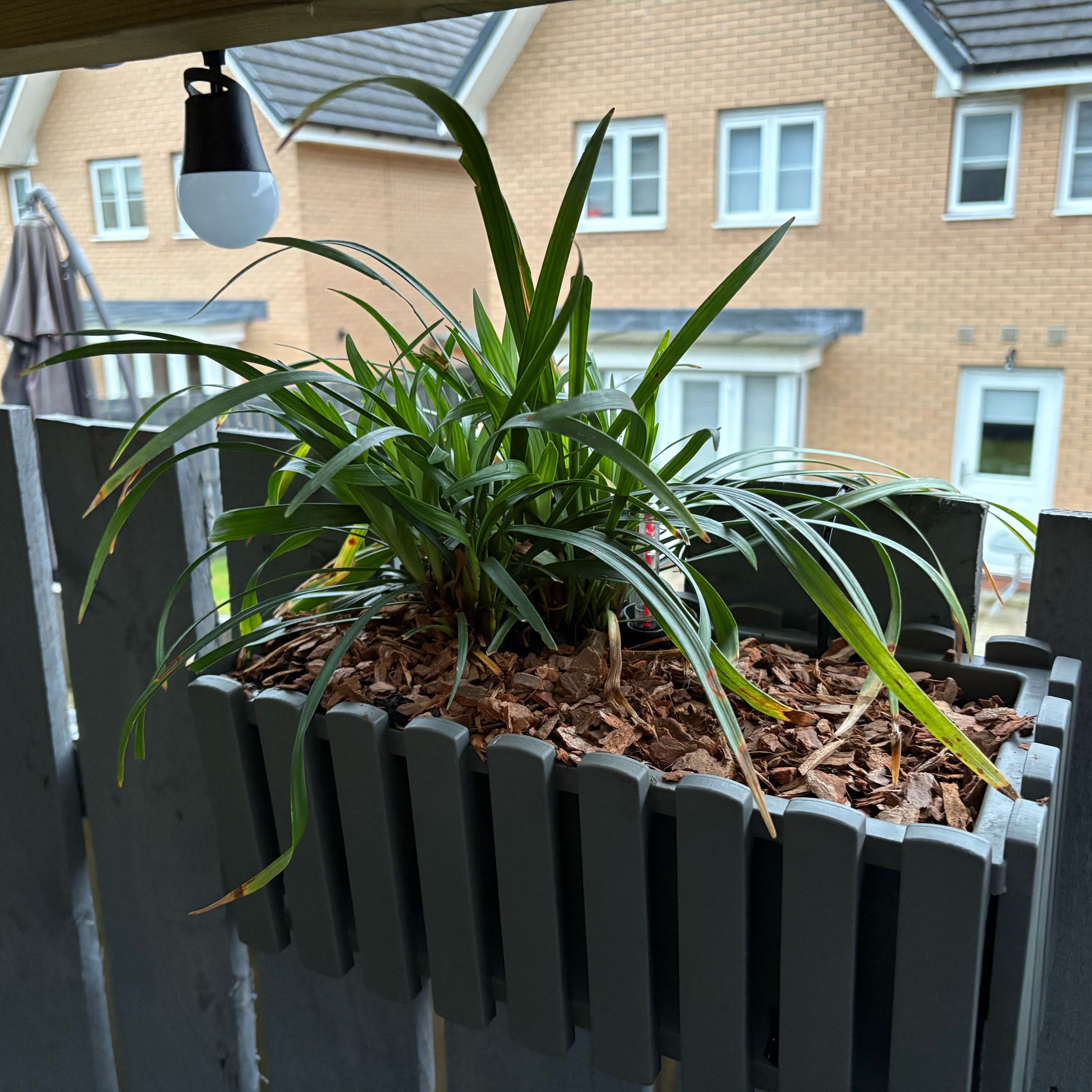 Photo of the plant species Lilyturf by @VastBluebean84 named Dax on Greg, the plant care app