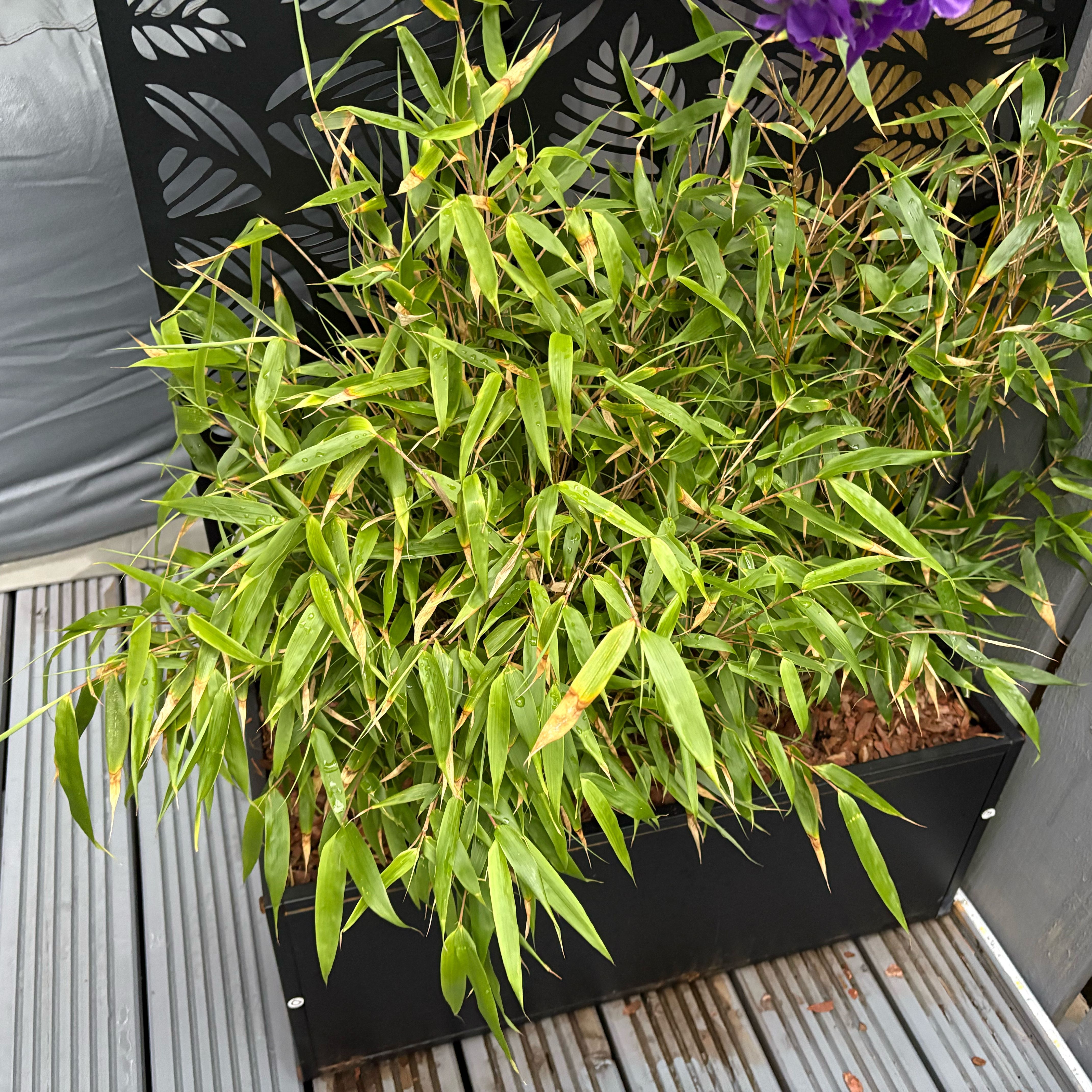 Photo of the plant species Umbrella Bamboo by @VastBluebean84 named Marilyn on Greg, the plant care app