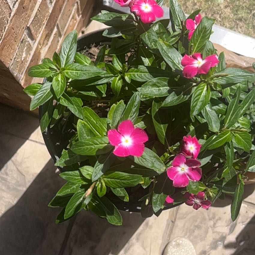 Photo of the plant species Madagascar Periwinkle by @PoshChamise83 named Lola on Greg, the plant care app