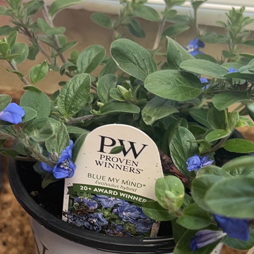 Photo of the plant species Evolvulus 'Blue My Mind®' by @ChicRockfig23 named Harry on Greg, the plant care app