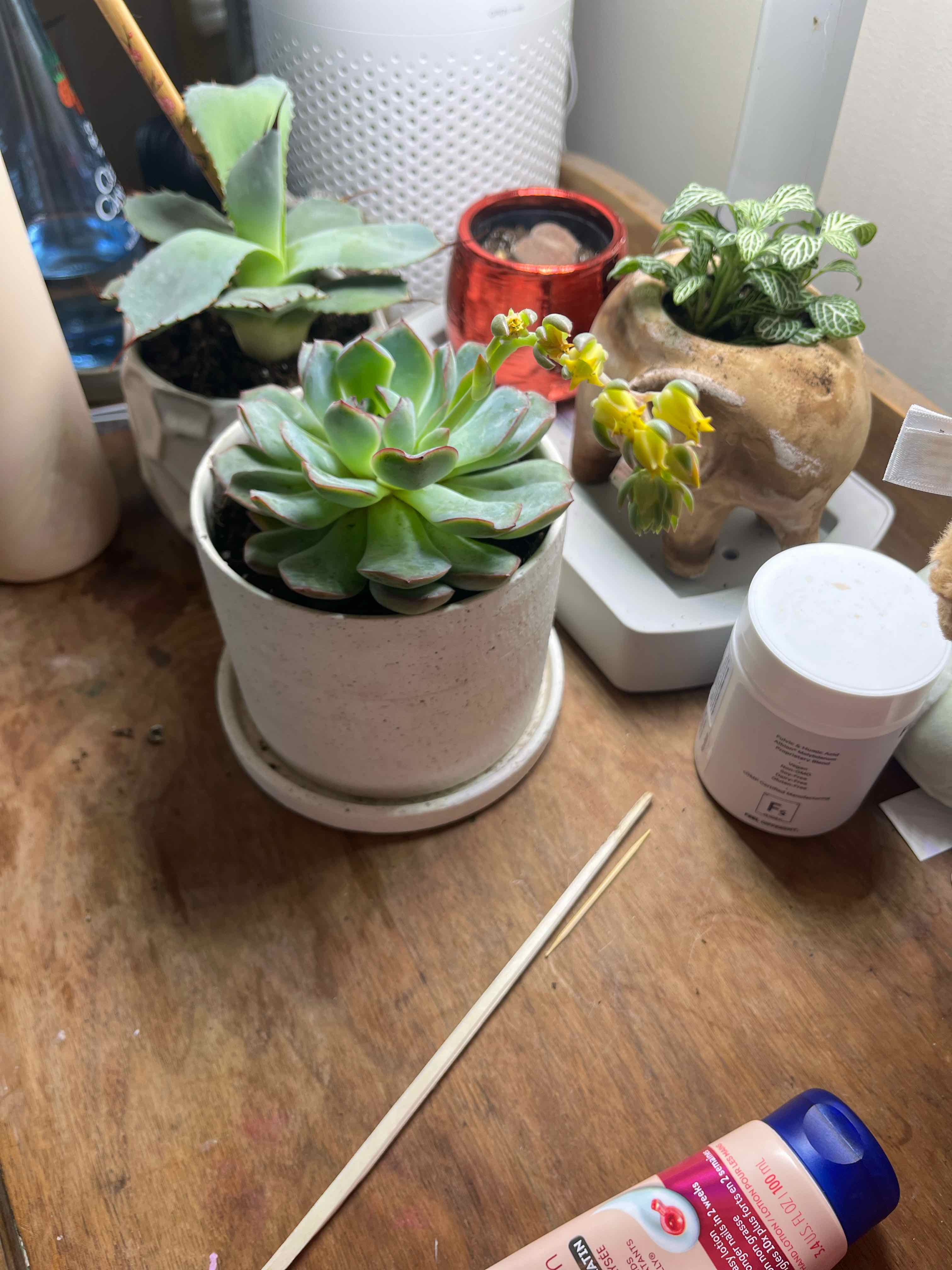 Photo of the plant species Echeveria Blue Topaz by @Slyvie named Amour on Greg, the plant care app