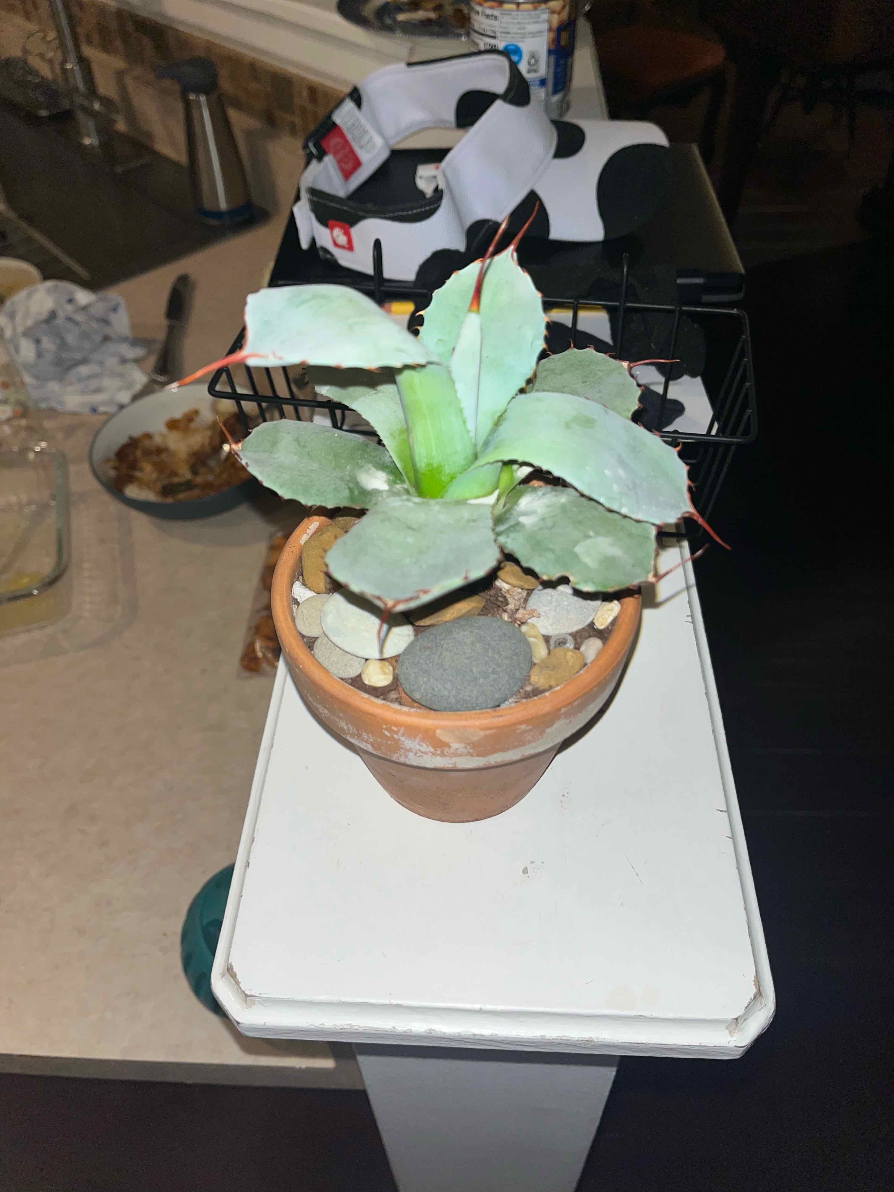 Mariposa