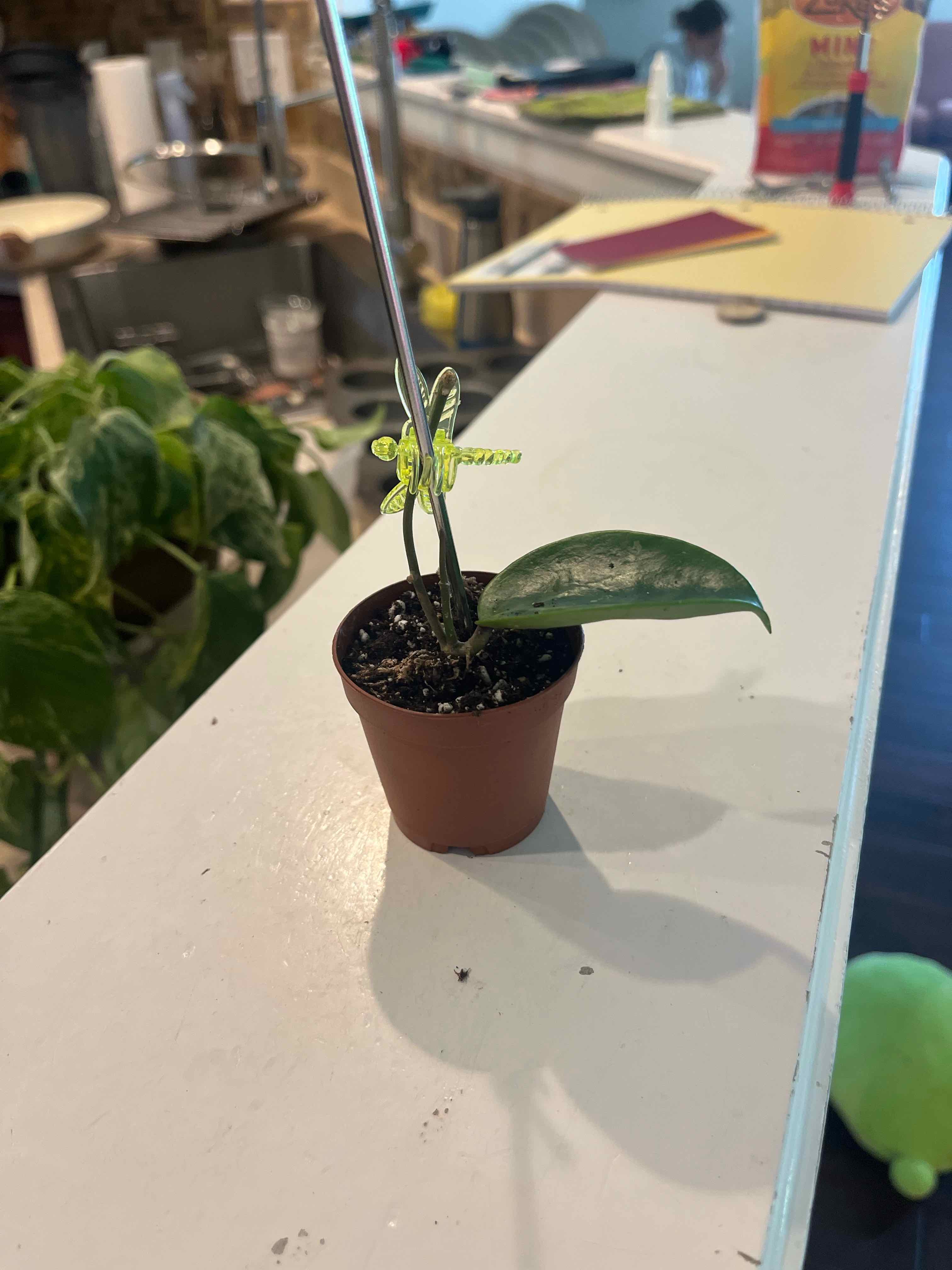 Photo of the plant species Hoya Latifolia by @Slyvie named Joey (Hoya bp01) on Greg, the plant care app