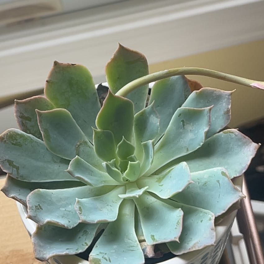 Photo of the plant species Echeveria 'Blue Heron' by @Slyvie named Odette on Greg, the plant care app