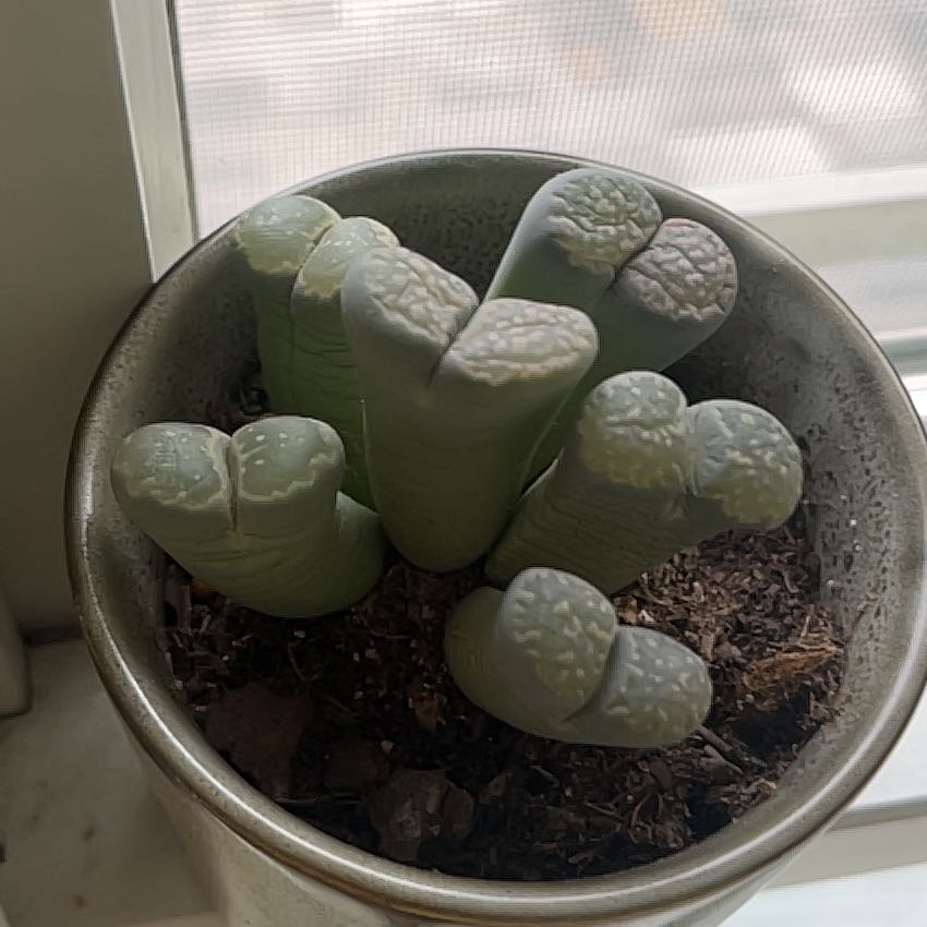 Photo of the plant species Assorted Lithops by @Slyvie named Pebbles on Greg, the plant care app