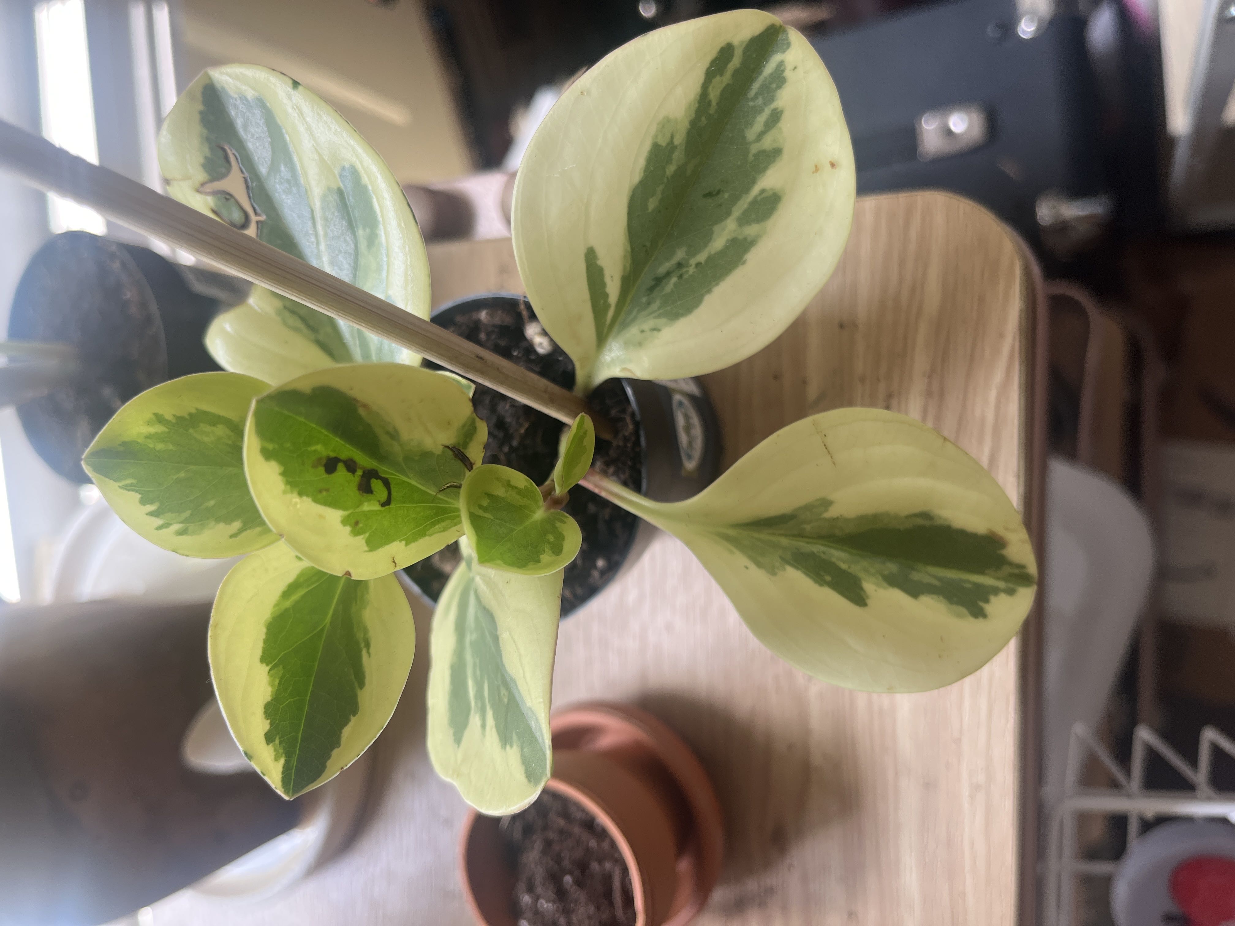Photo from the post