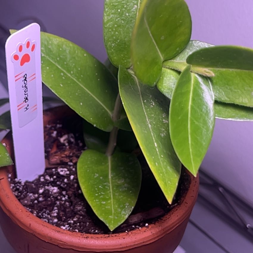 Photo of the plant species Hoya densifolia by @Slyvie named Chandler on Greg, the plant care app